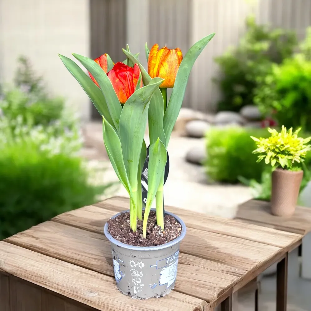 Bulbi de lalele cu flori duble bicolore ghiveci - Tulipa Flaming Baby