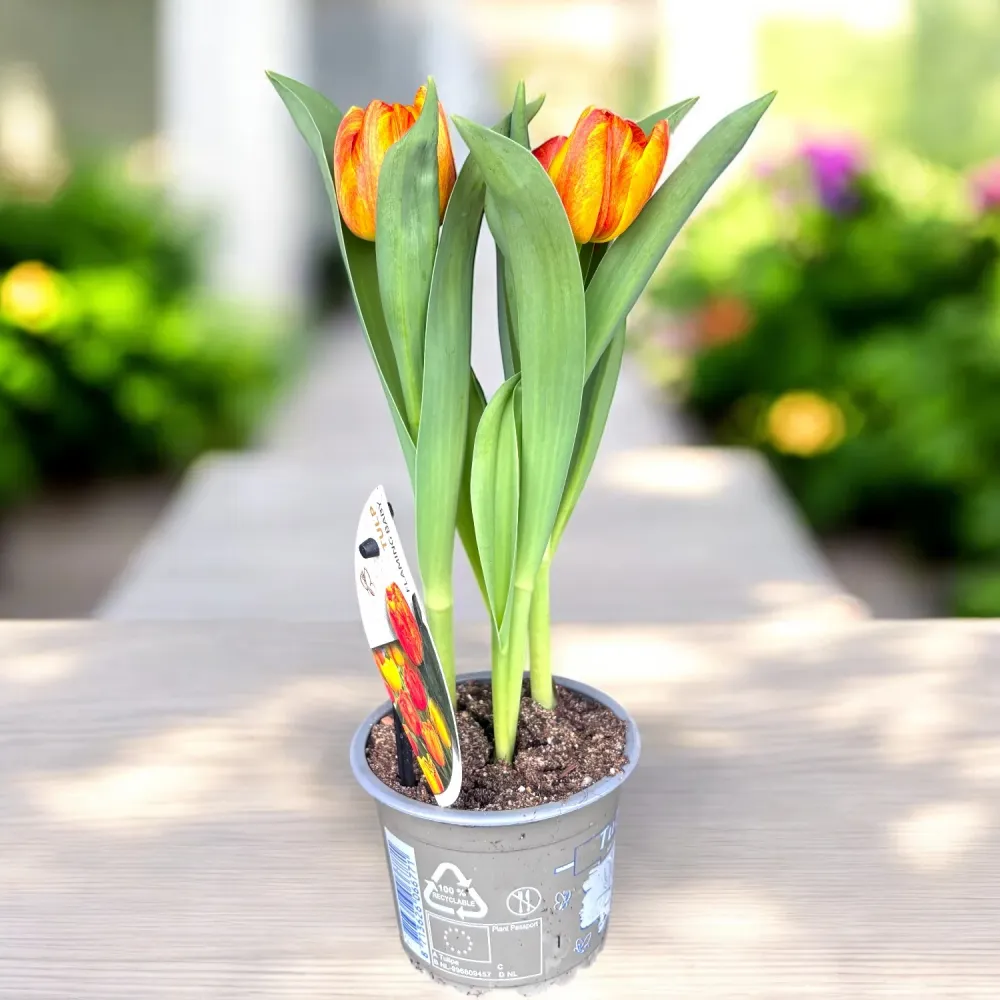 Bulbi de lalele cu flori duble bicolore ghiveci - Tulipa Flaming Baby