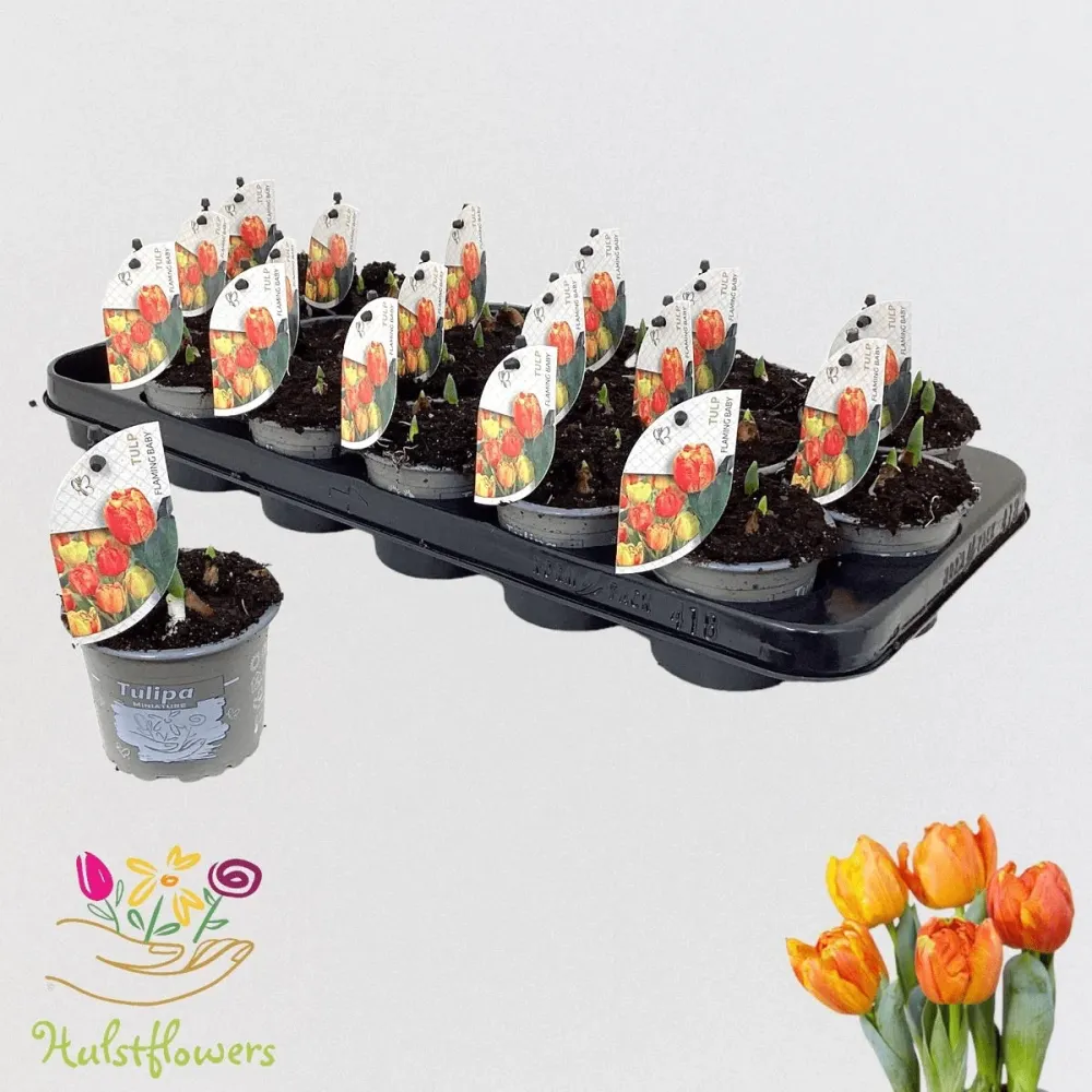 Bulbi de lalele cu flori duble bicolore ghiveci - Tulipa Flaming Baby