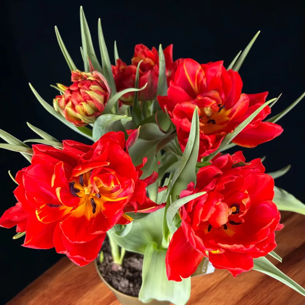 Bulbi de lalele cu flori duble ghiveci (Tulipa Abba)