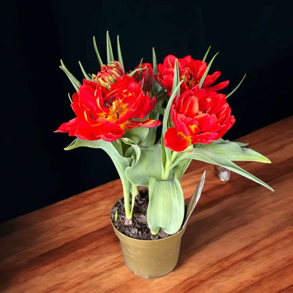 Bulbi de lalele cu flori duble ghiveci (Tulipa Abba)
