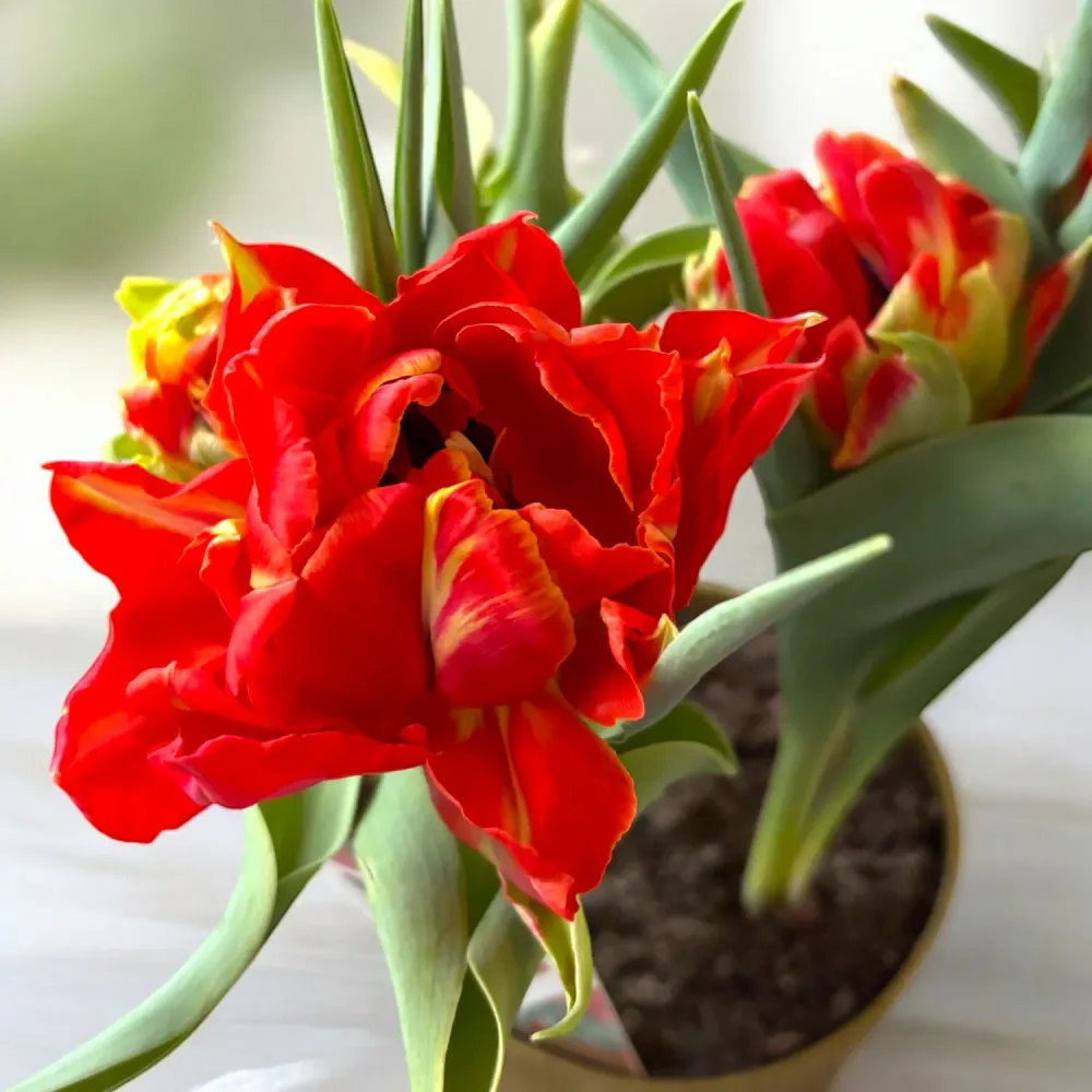 Bulbi de lalele cu flori duble ghiveci (Tulipa Abba)