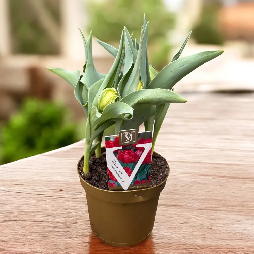 Bulbi de lalele cu flori duble ghiveci (Tulipa Abba)