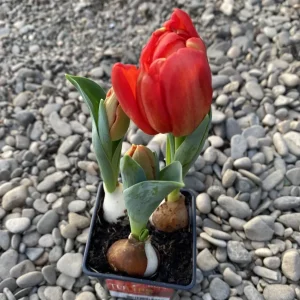 Bulbi de lalele cu flori duble rosii ghiveci (Tulip Flaming Baby)