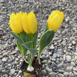 Bulbi de lalele cu flori galbene duble ghiveci (Tulip Flaming Baby)