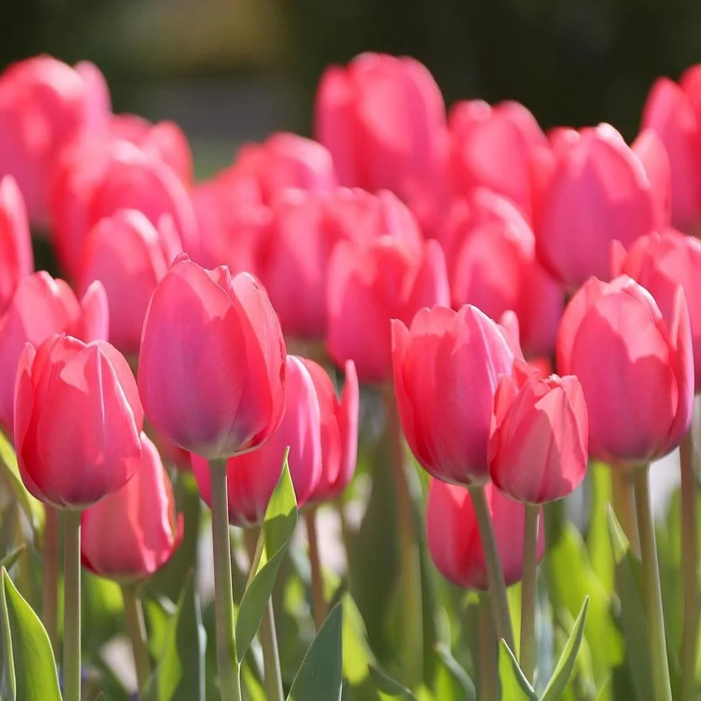 Bulbi de lalele ghiveci (Tulipa Van Eijk)
