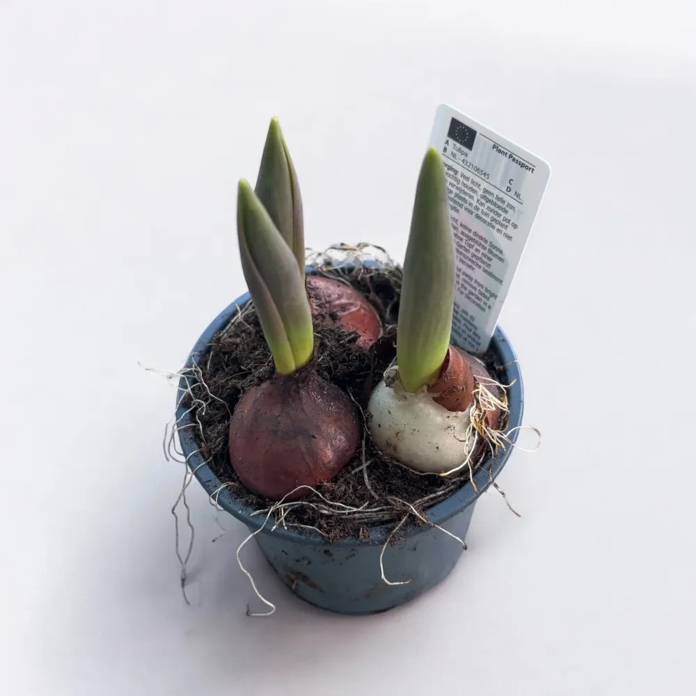 Bulbi de lalele ghiveci (Tulipa Van Eijk)