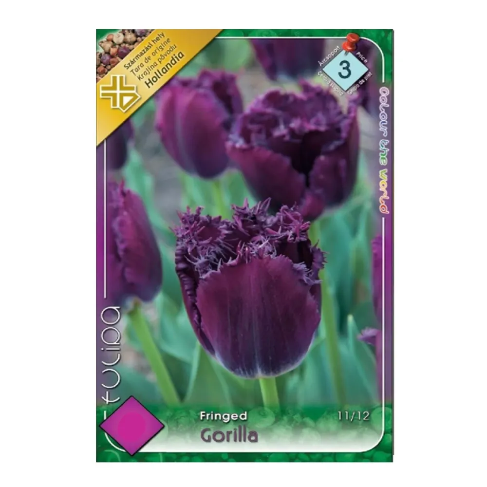 Bulbi Lalele Gorilla 6 buc