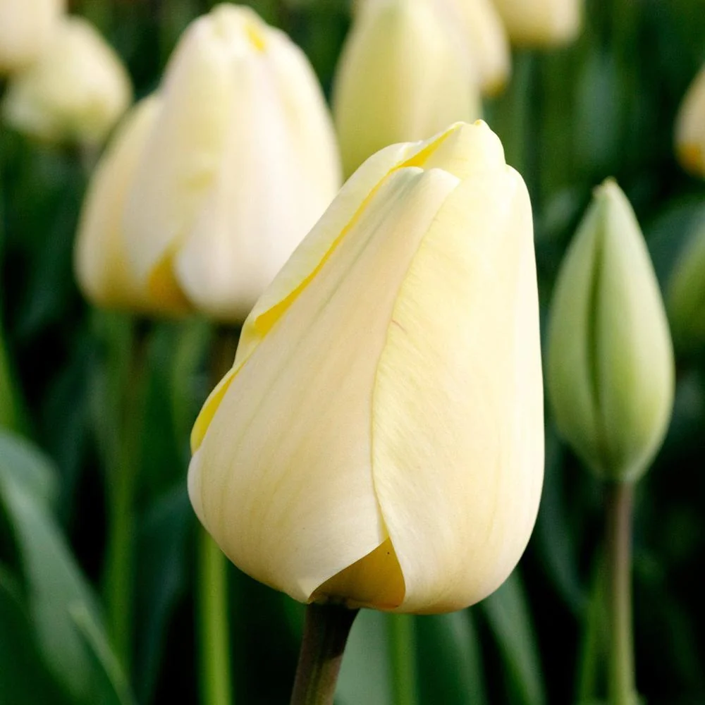 Bulbi Lalele Ivory Floradale (5 Bucati/Pachet)