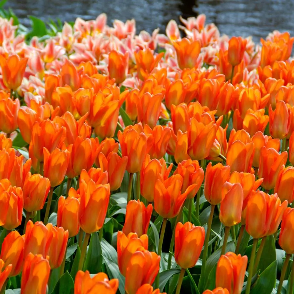 Bulbi Lalele Orange Emperor, set. 7 buc cu flori portocalii, inflorire aprilie, crestere rapida