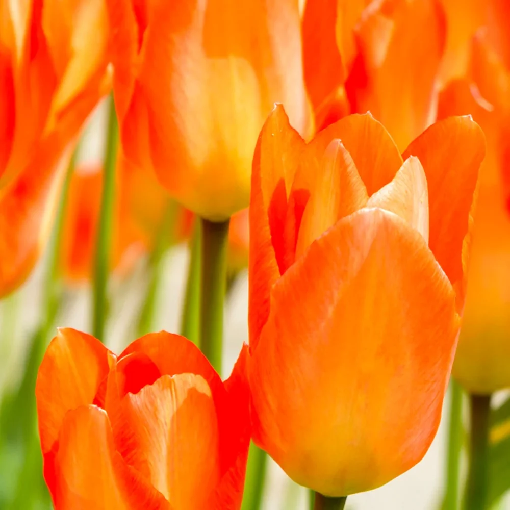 Bulbi Lalele Orange Emperor, set. 7 buc cu flori portocalii, inflorire aprilie, crestere rapida
