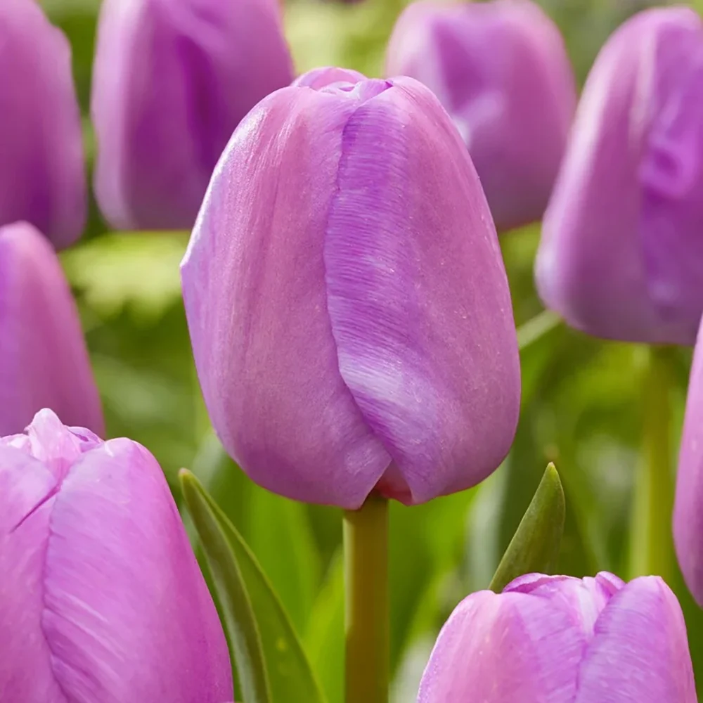 Bulbi Lalele Purple Pride, set de 7 buc cu flori violet intens, inflorire aprilie, crestere rapida