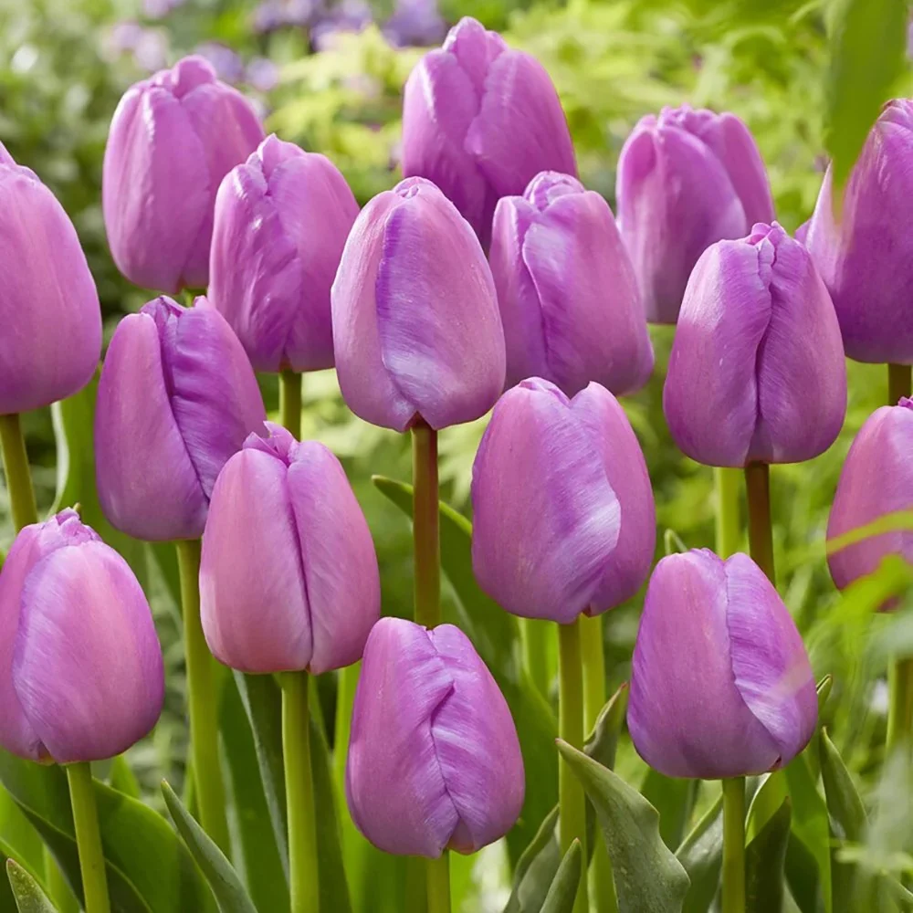 Bulbi Lalele Purple Pride, set de 7 buc cu flori violet intens, inflorire aprilie, crestere rapida