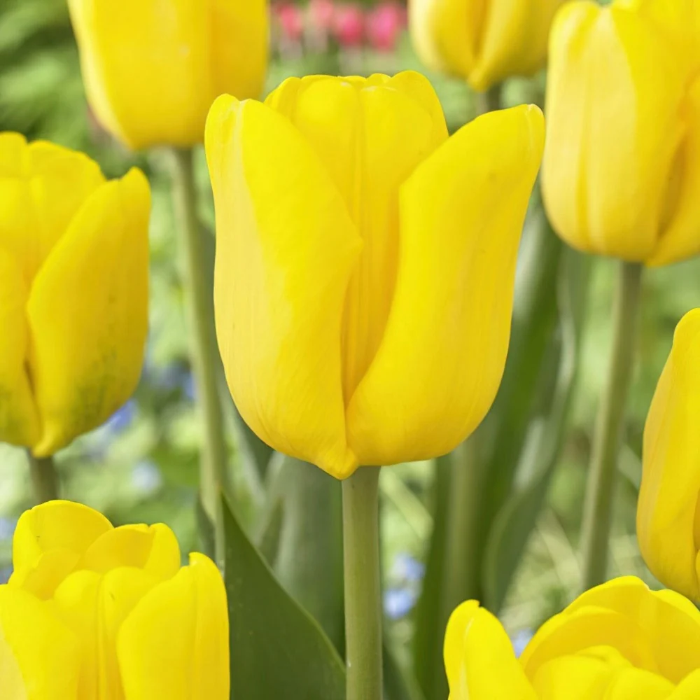 Bulbi Lalele Triumph Yellow, set. 5 buc cu flori galbene intens, inflorire aprilie, crestere rapida