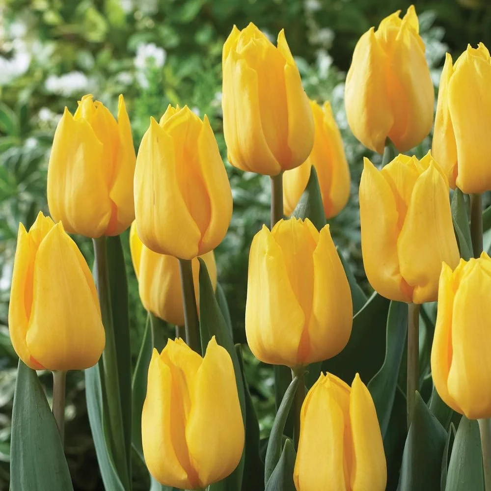 Bulbi Lalele Triumph Yellow, set. 5 buc cu flori galbene intens, inflorire aprilie, crestere rapida