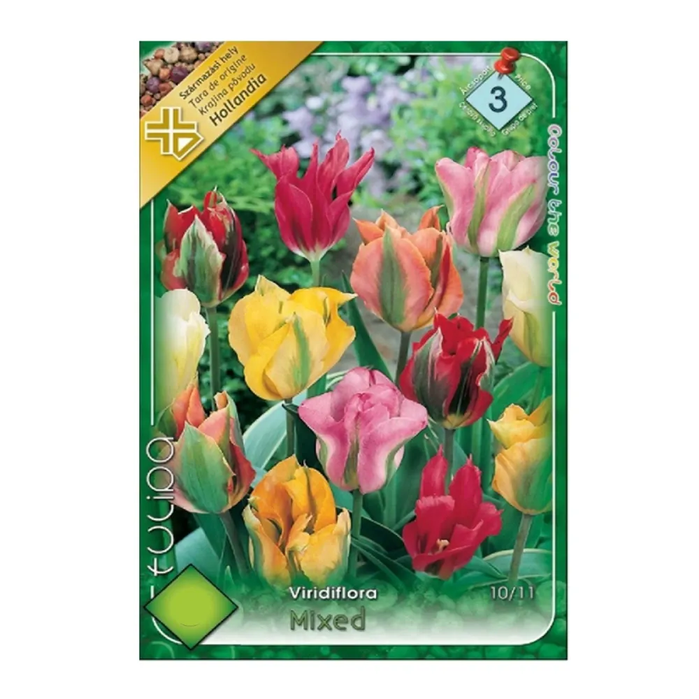 Bulbi Lalele Viridiflora Mix 8 buc