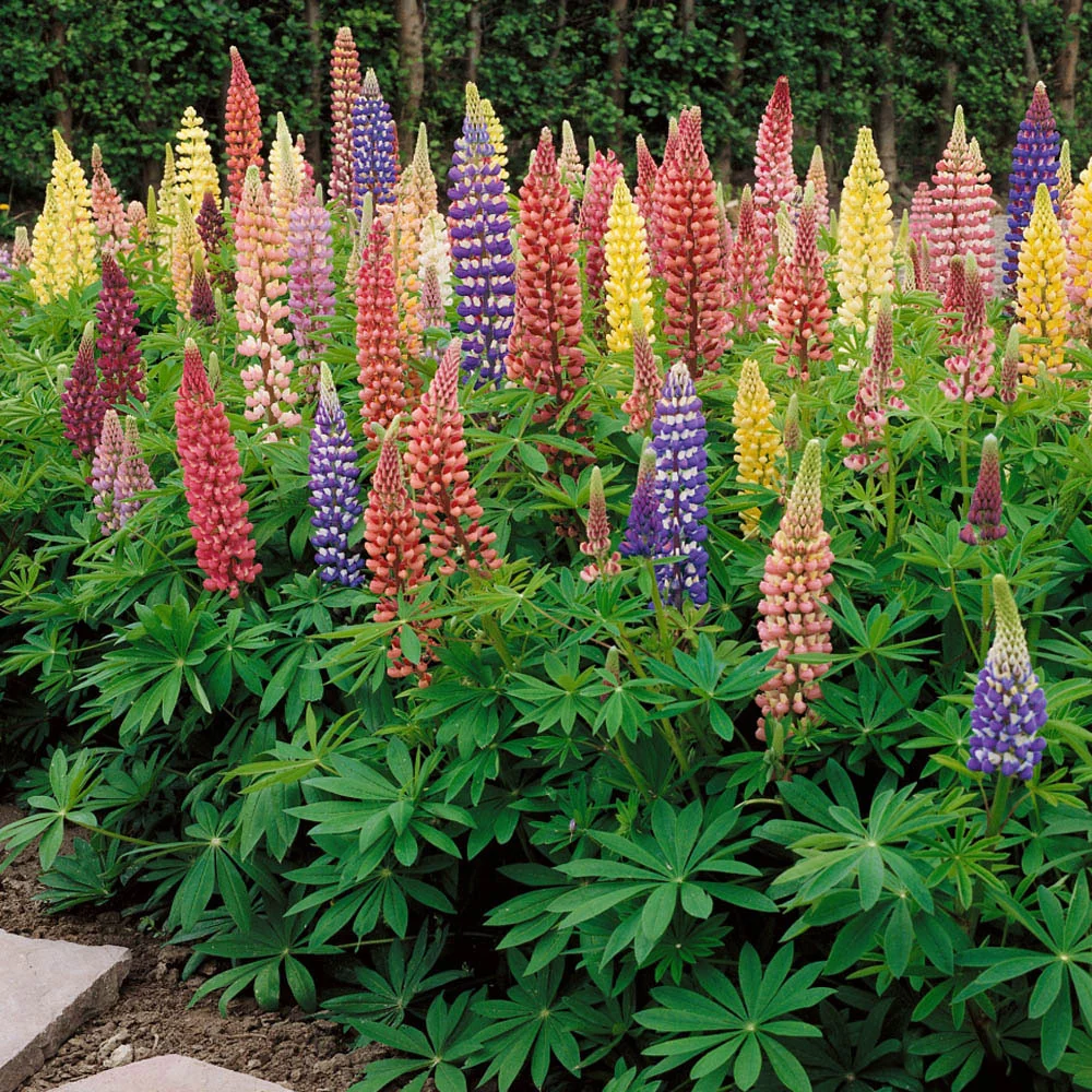 Bulbi Lupinus Mix 3 buc