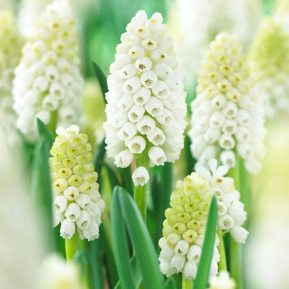 Bulbi Muscari White Magic 10 buc
