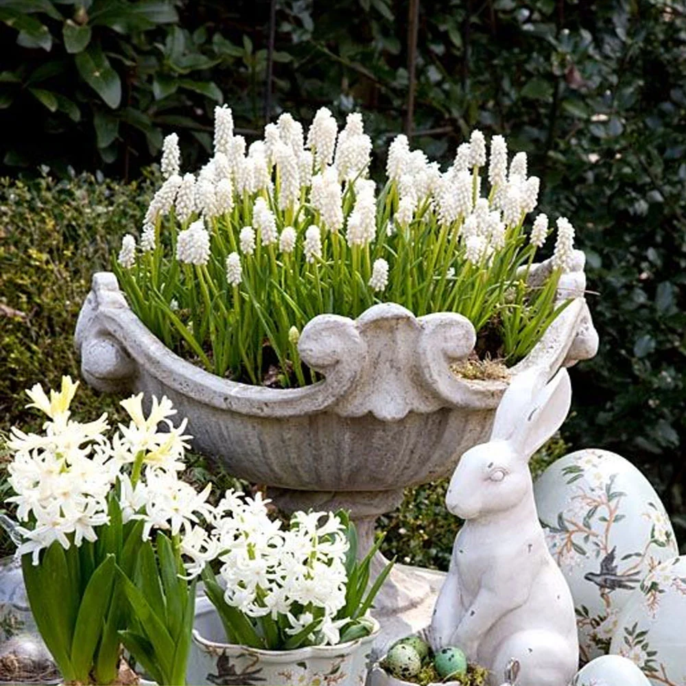 Bulbi Muscari White Magic 10 buc