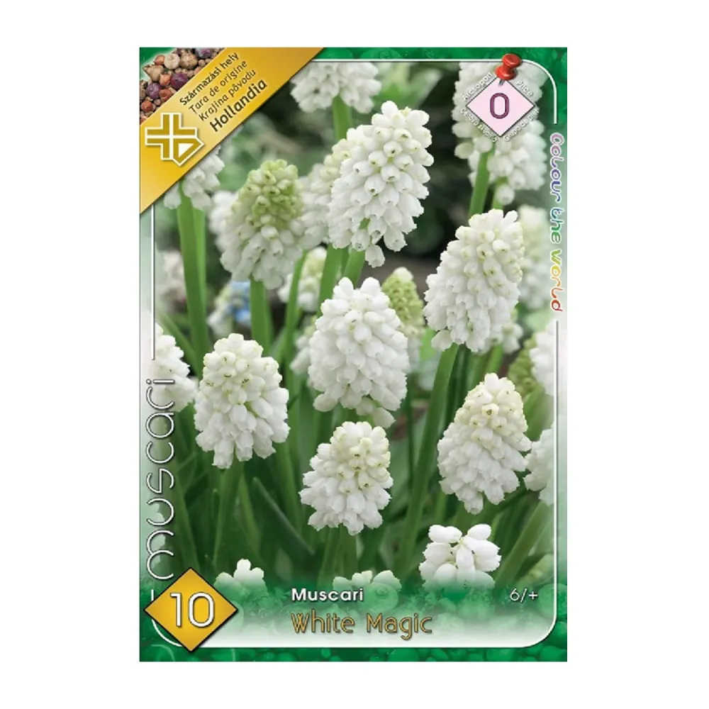 Bulbi Muscari White Magic 10 buc