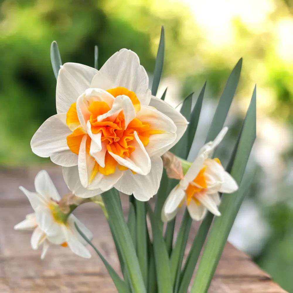 Bulbi narcise cu flori duble - Narcissus Peach Swirl