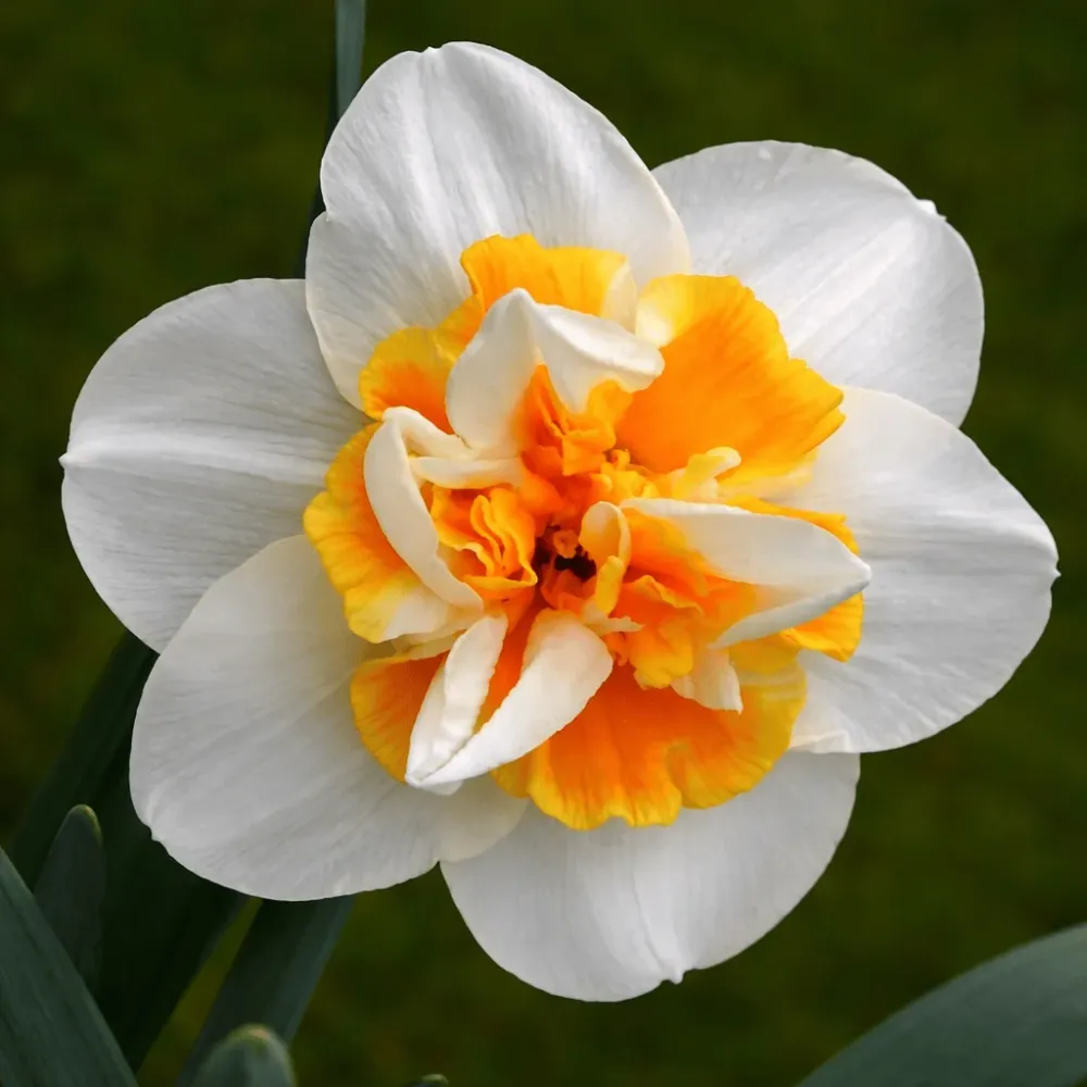 Bulbi narcise cu flori duble - Narcissus Peach Swirl