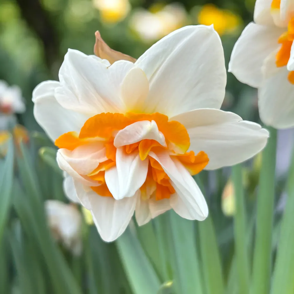 Bulbi narcise cu flori duble - Narcissus Peach Swirl