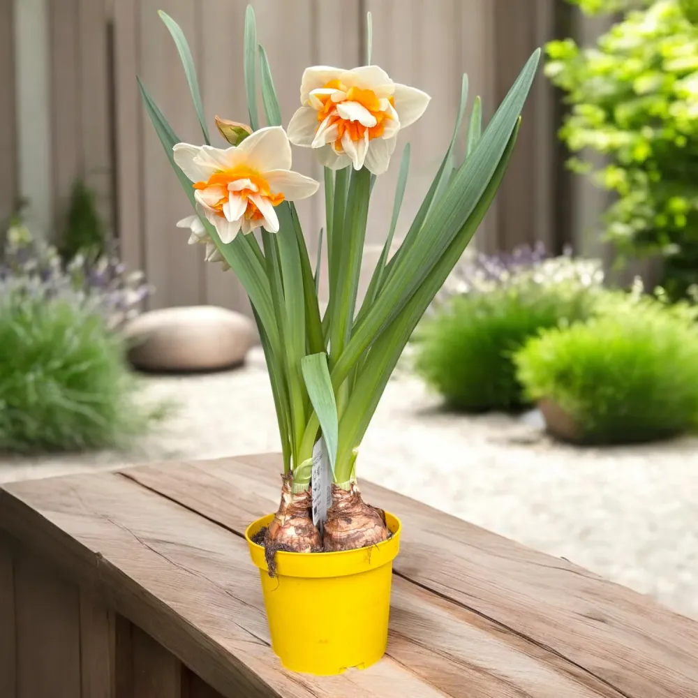 Bulbi narcise cu flori duble - Narcissus Peach Swirl
