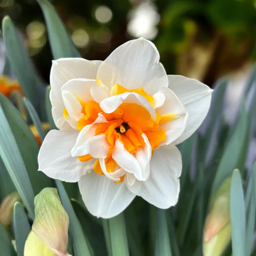 Bulbi narcise cu flori duble - Narcissus Peach Swirl