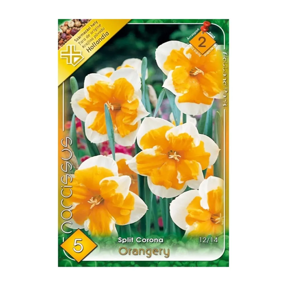 Bulbi Narcise Orangery 5 buc