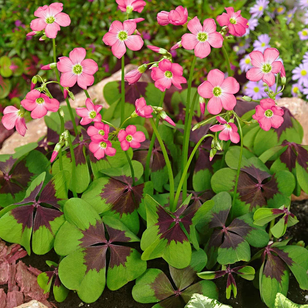 Bulbi Oxalis Deppei 15 buc
