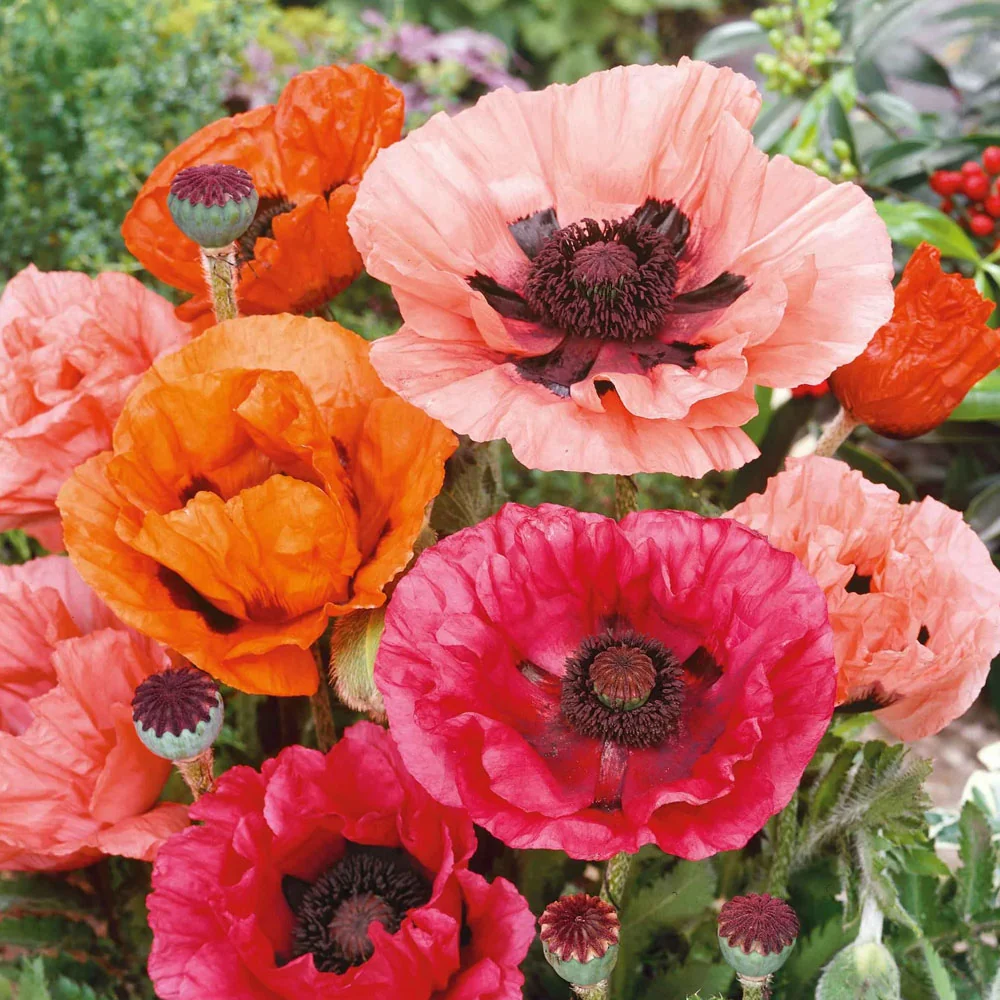 Bulbi Papaver Mix 4 buc