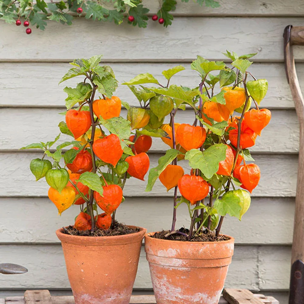 Bulbi Physalis franchettii 5 buc
