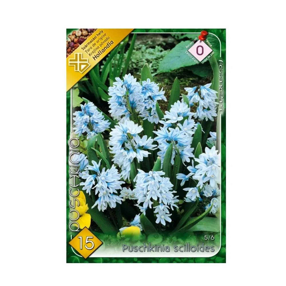 Bulbi Puschkinia scilloides 15 buc