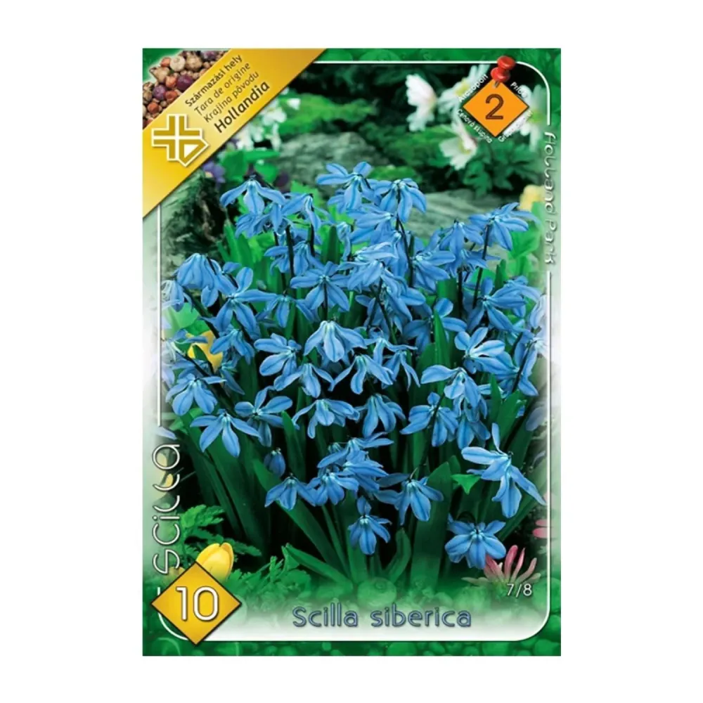 Bulbi Scilla Siberica 10 buc