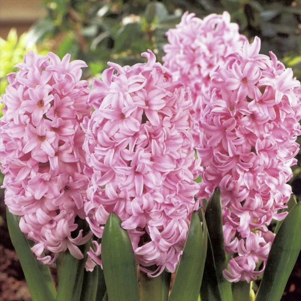 Bulbi Zambile Pink Surprise, set de 5 bulbi cu flori roz intens, parfum puternic, inflorire primavara