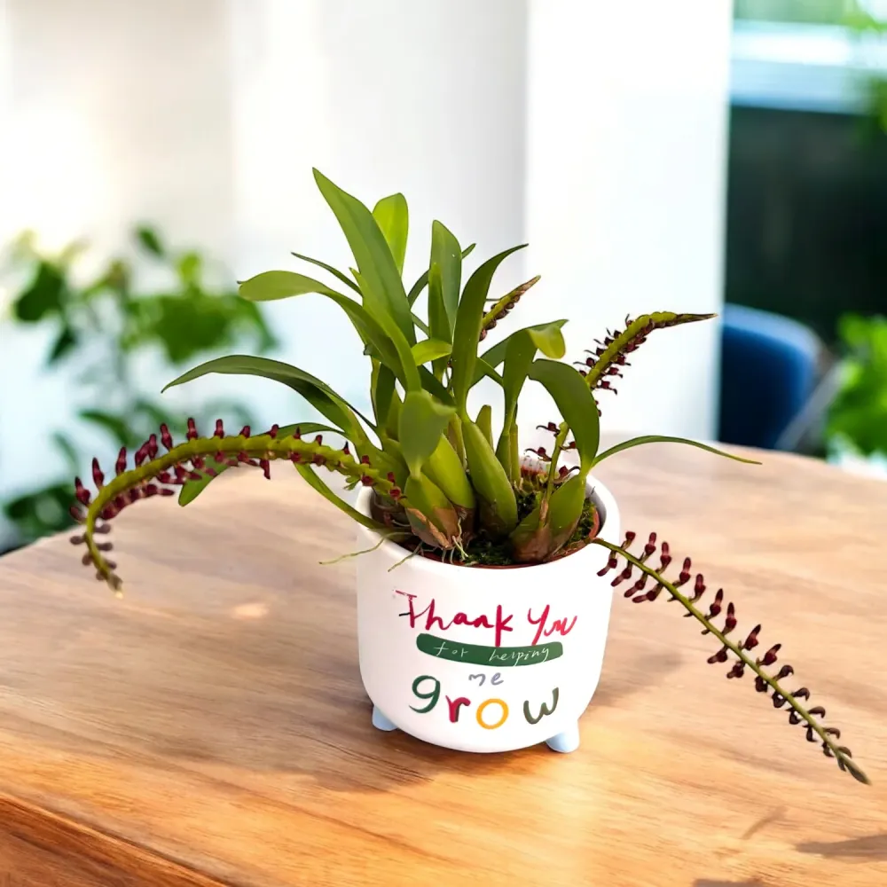 Bulbophyllum aff. falcatum 'mini' (miniatural form)