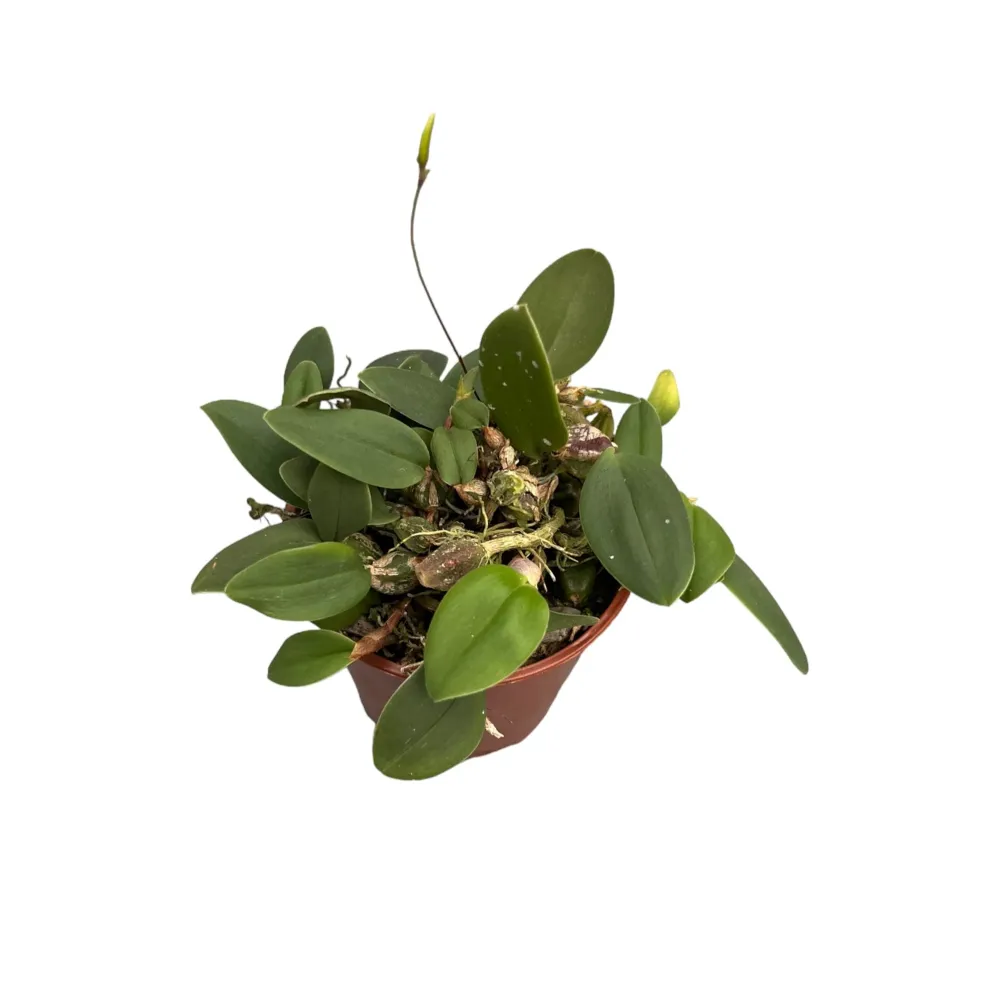 Bulbophyllum bolsteri (miniatura)