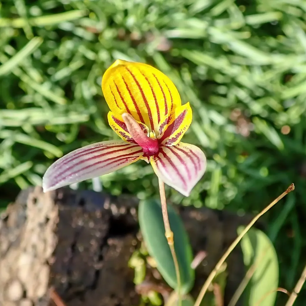 Bulbophyllum bolsteri (miniatura)