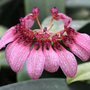 Bulbophyllum (Cirrhopetalum) Eberhardtii