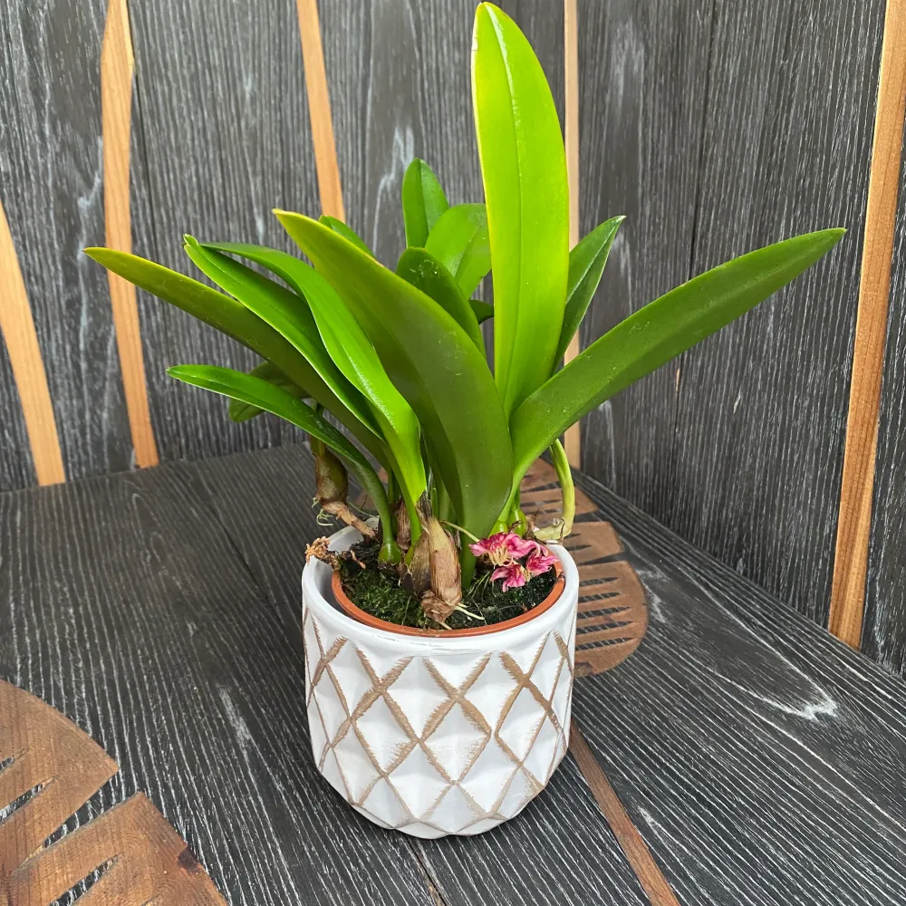 Bulbophyllum (Cirrhopetalum) Eberhardtii