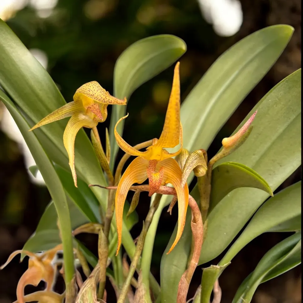 Bulbophyllum lobbii - exemplare dezvoltate