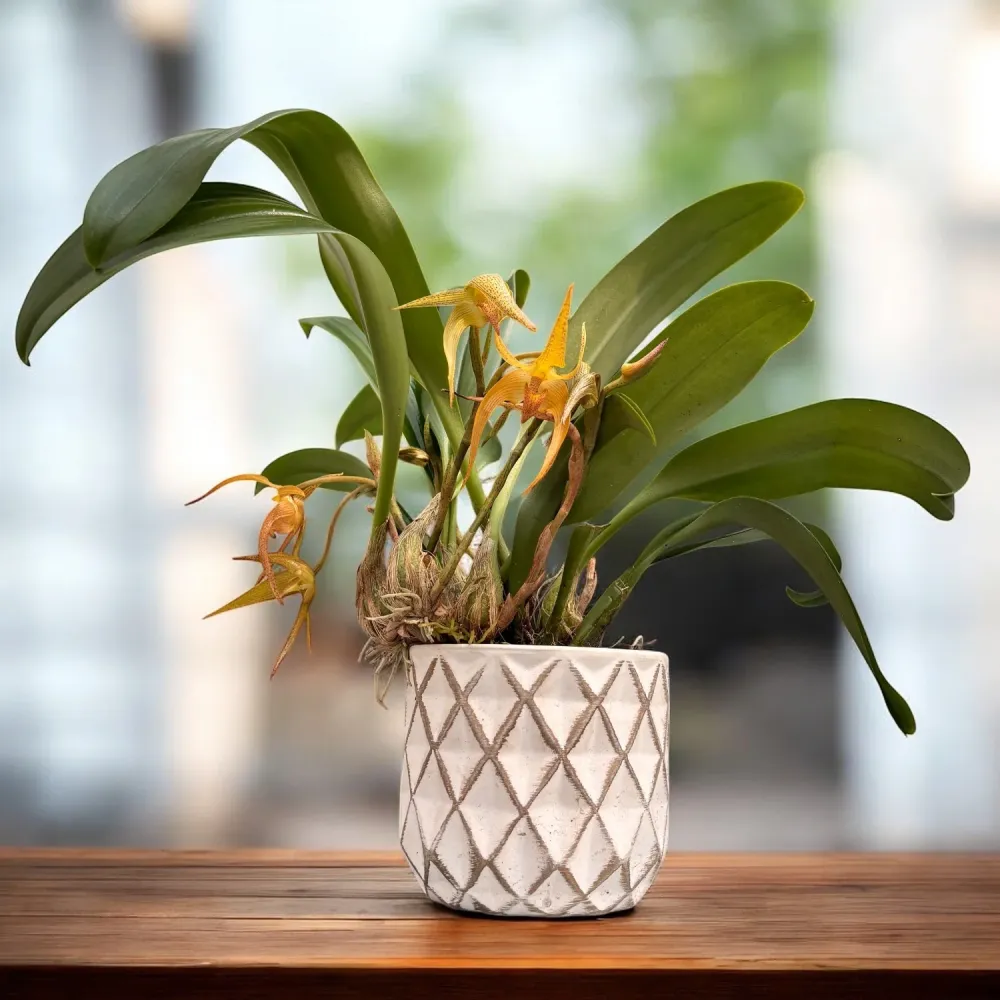 Bulbophyllum lobbii - exemplare dezvoltate
