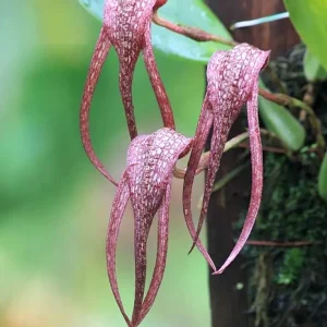 Bulbophyllum longisepalum