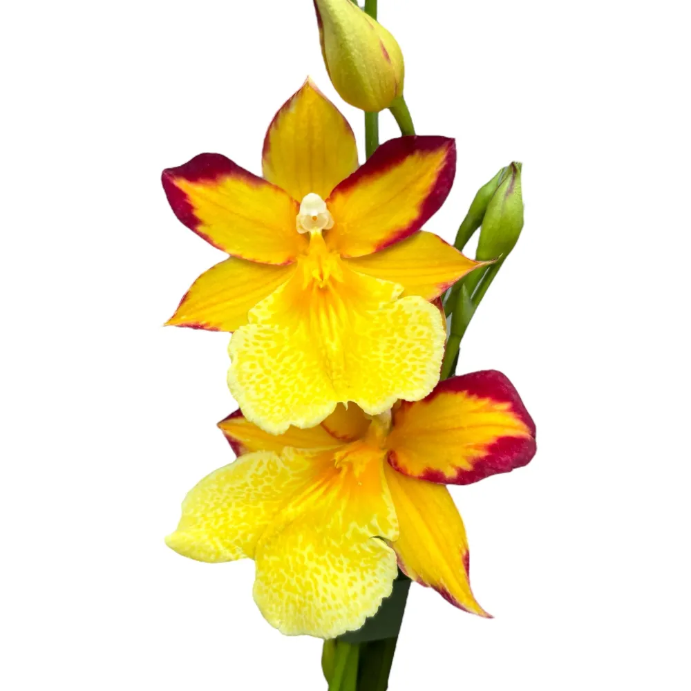 Burrageara Nelly Isler 'Yellow' (variation red) flori intens parfumate