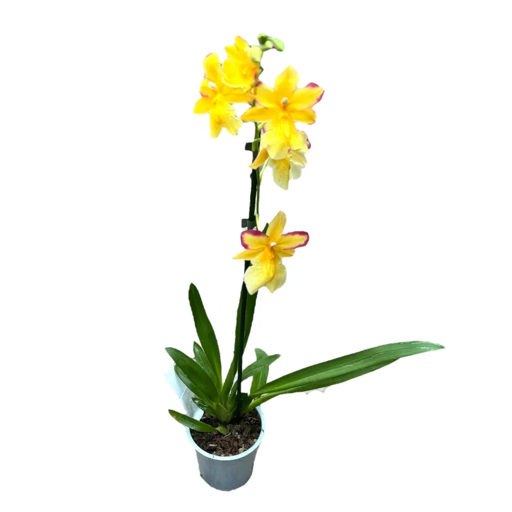 Burrageara Nelly Isler 'Yellow' (variation red) flori intens parfumate