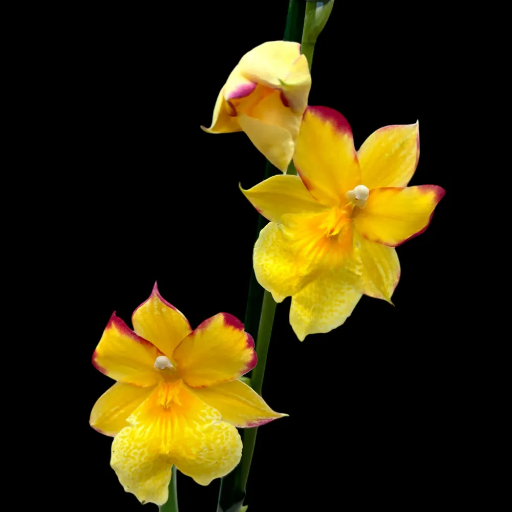 Burrageara Nelly Isler 'Yellow' (variation red) flori intens parfumate