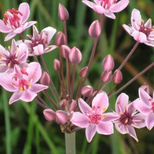 Butomus Umbellatus