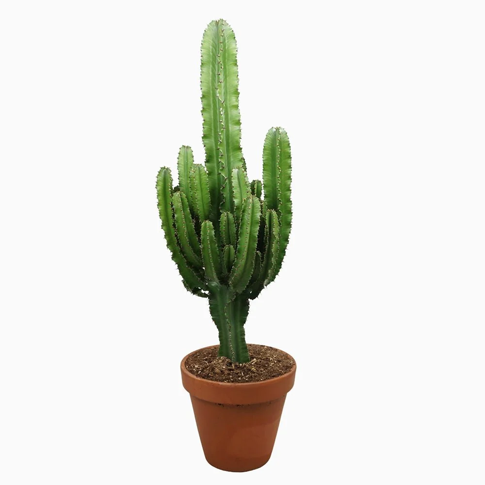 Cactus Candelabru African Abyssinica, planta de interior exotica, suculenta, cu forma arhitecturala si intretinere usoara...
