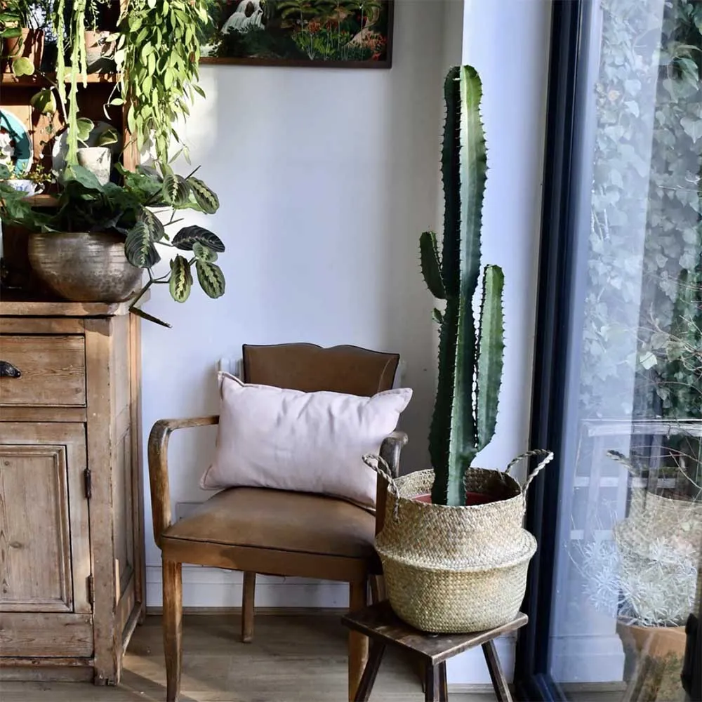 Cactus Candelabru African Abyssinica, planta de interior exotica, suculenta, cu forma arhitecturala si intretinere usoara...